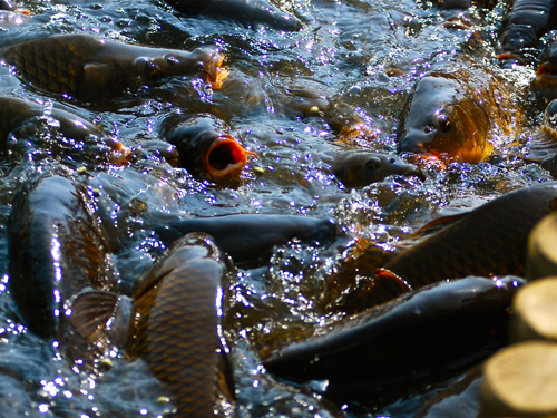 kairakuen carp feeding frenzy